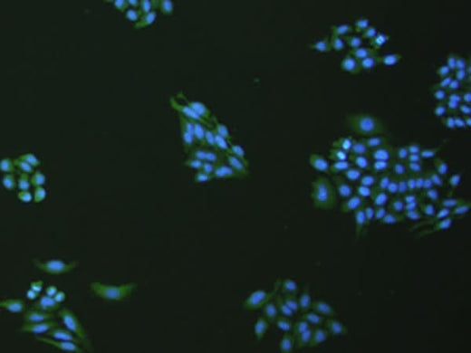 Immunofluorescence analysis of hepG2 cell using VNN1 Polyclonal Antibody at dilution of 1:100