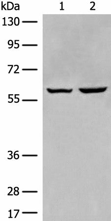 Western blot analysis of HEPG2 and Jurkat cell lysates using EBF2 Polyclonal Antibody at dilution of 1:650
