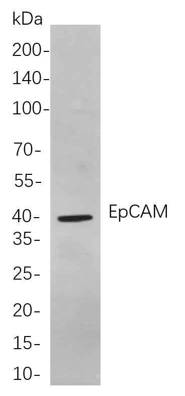 Anti-Human/Mouse/Rat EpCAM Antibody [B750] - ABMIUM