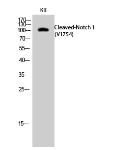 BT LAB manufacturer product image
