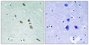 BT LAB manufacturer product image