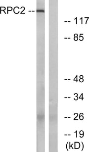 BT LAB manufacturer product image