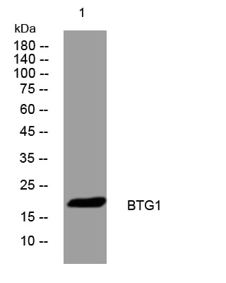 BT LAB manufacturer product image