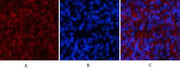 Stat1(Phospho Tyr701) Polyclonal Antibody