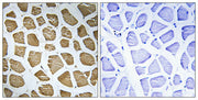 BT LAB manufacturer product image