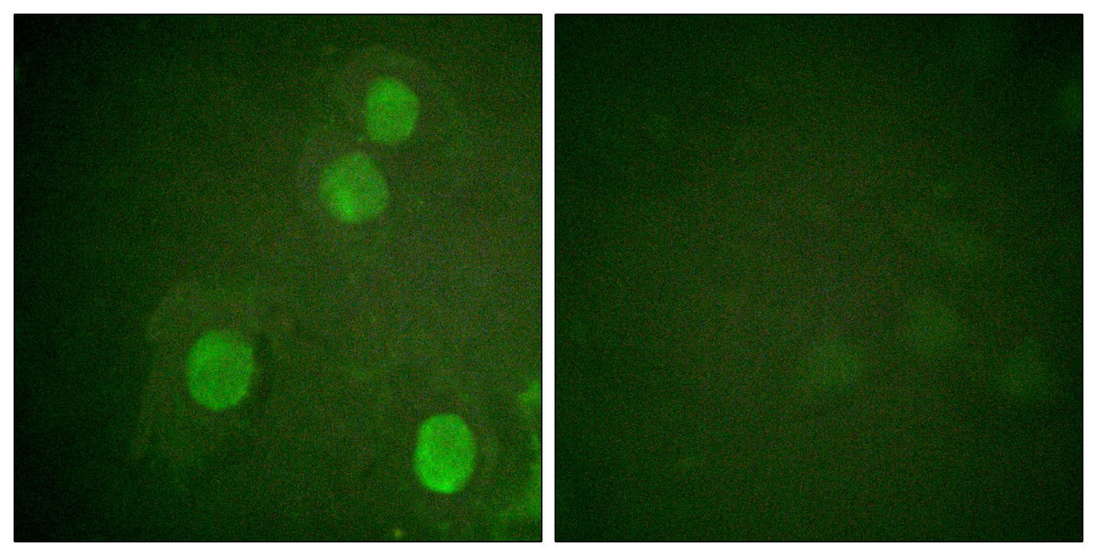 BT LAB manufacturer product image