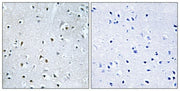 BT LAB manufacturer product image