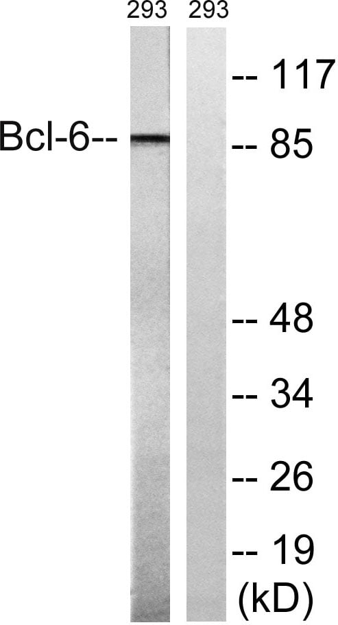 BT LAB manufacturer product image