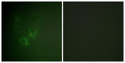 BT LAB manufacturer product image