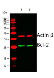 BT LAB manufacturer product image