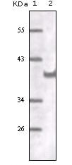 BT LAB manufacturer product image