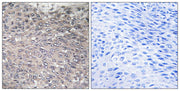 BT LAB manufacturer product image