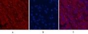 BT LAB manufacturer product image