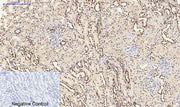 BT LAB manufacturer product image