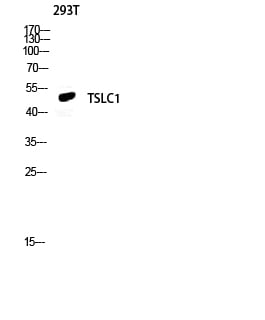 BT LAB manufacturer product image