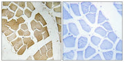 BT LAB manufacturer product image