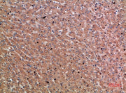 BT LAB manufacturer product image