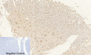 BT LAB manufacturer product image