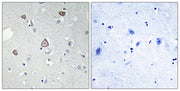 BT LAB manufacturer product image