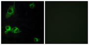 BT LAB manufacturer product image