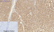 BT LAB manufacturer product image