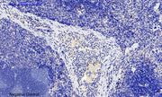 BT LAB manufacturer product image