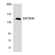 BT LAB manufacturer product image
