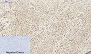 BT LAB manufacturer product image