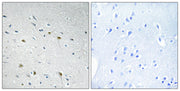 BT LAB manufacturer product image