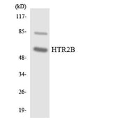 BT LAB manufacturer product image