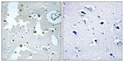 BT LAB manufacturer product image