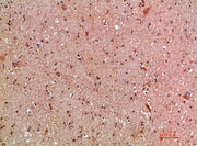 BT LAB manufacturer product image