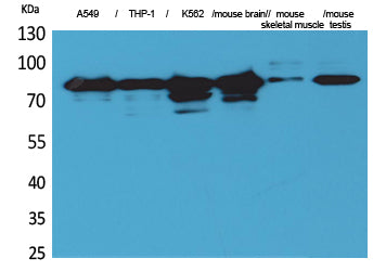 BT LAB manufacturer product image
