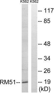 BT LAB manufacturer product image