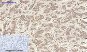 BT LAB manufacturer product image