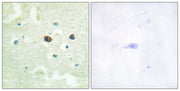 BT LAB manufacturer product image