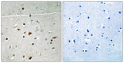 BT LAB manufacturer product image