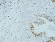 BT LAB manufacturer product image