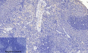 BT LAB manufacturer product image