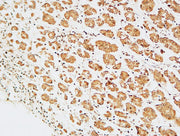 BT LAB manufacturer product image