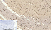 BT LAB manufacturer product image