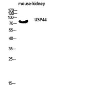 BT LAB manufacturer product image