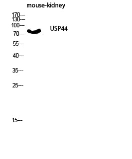 BT LAB manufacturer product image