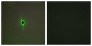 BT LAB manufacturer product image