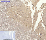 BT LAB manufacturer product image