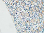 BT LAB manufacturer product image