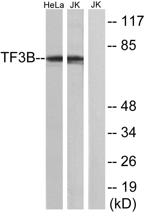 BT LAB manufacturer product image