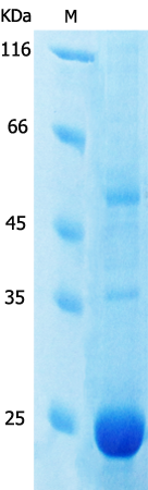 BT LAB manufacturer product image