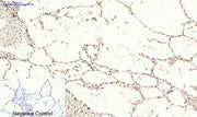 BT LAB manufacturer product image