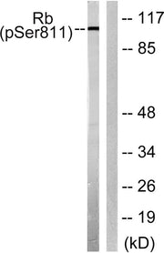 BT LAB manufacturer product image